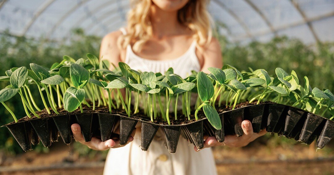 Boost Garden Center Productivity with Potting Up Solutions